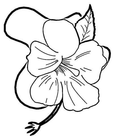 Hibiscus Flower  Coloring Page